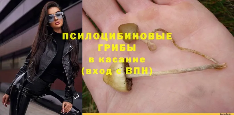 площадка официальный сайт  закладки  Буй  Псилоцибиновые грибы Psilocybe 